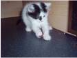 3 stunning kittens 2 females and a male ready now