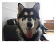alaskan malamute x gsd. 18 month old male absolutley....