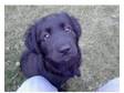 7 month old labador/collie cross female dog. cute black....