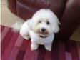 Beautiful Bichon Frise Puppies For Sale (£500).....