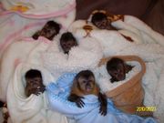 Baby Chimpanzee and Capuchin Monkeys for adoption